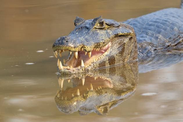 Kaiman (Caimaninae), Alligator (Alligatoridae), Krokodil (Crocodylia), Tierportrait, Spiegelung, Blickkontakt, Pantanal, Binnenland, Feuchtgebiet, UNESCO Biosphärenreservat, Weltnaturerbe, Feuchtbiotop, Mato Grosso, Brasilien, Südamerika Caiman (Caimaninae), Crocodile (Alligatoridae), crocodile (Crocodylia), animal portrait, reflection, eye contact, Pantanal, inland, wetland, UNESCO biosphere reserve, world natural heritage site, wetland biotope, Mato Grosso, Brazil, South America Copyright: imageBROKER ErichxSchmidt ibxeri11600107.jpg