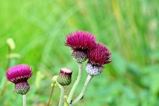 A shallow focus of plume thistle purple or pink flowers, fluffy inflorescences and large leaves 25717626 RECORD DATE NOT STATED