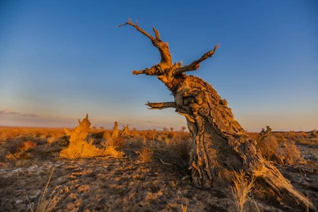 Creative Highlights World Populus euphratica Scenery in Karamay The Populus euphratica scenery is in Karamay, Xinjiang, China, on October 20, 2024. Karamay Xinjiang China  Copyright: xCFOTOx originalFilename: cfoto-populuse241101_npUP5.jpg