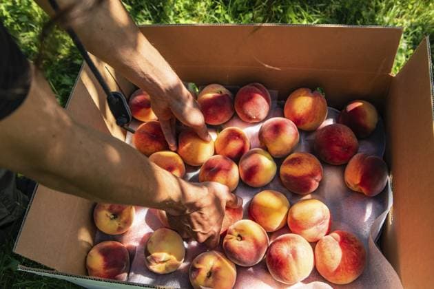 Ein Mann packt frische und reife Pfirsichfrüchte in eine Pappschachtel im You Pick Bio Bauernhof und pflückt Pfirsiche im Obstgarten Man hands as he putting fresh and ripe Peach fruits in a cardboard package box in You Pick organic farm, picking peaches in the orchard concept Copyright: imageBROKER VALMEDIA ibxiqx11633172.jpg ,model released, Symbolfoto ,property released