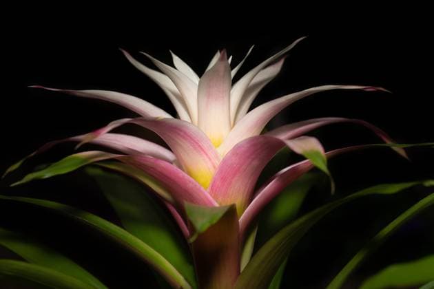 Close up of a blooming Guzmania against a dark background. The flower is white and pink and glows against a dark background Close up of a blooming Guzmania against a dark background. The flower is white and pink and glows against a dark background Copyright: xZoonar.com UlrikexLeonex 22117857