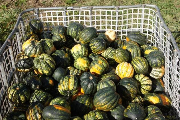 Cucurbita pepo Chamaeleon, Kuerbis, pumpkin Cucurbita pepo Chamaeleon, Kuerbis, pumpkin Copyright: xZoonar.com PeterxHimmelhuberx 22293674