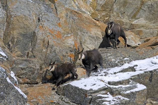 Männchen der Alpengämse (Rupicapra rupicapra), Bock, der das Weibchen und das Jungtier während der Brunft im Winter in den europäischen Alpen die Felswand hinunterjagt Rutting Alpine chamois (Rupicapra rupicapra) male, buck chasing female and juvenile down rock face during the rut in winter in the European Alps Copyright: imageBROKER alimdix xArterrax xS ibltsm11681242.jpg