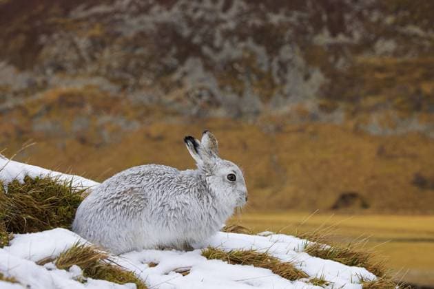 Creative Highlights World Berghase, Alpenhase, Schneehase (Lepus timidus) mit weißem Winterfell beim Ausruhen in den Hügeln im Spätwinter, Cairngorms National Park, Schottland, Großbritannien, Europa Mountain hare, alpine hare, snow hare (Lepus timidus) in white winter pelage resting in the hills in late winter, Cairngorms National Park, Scotland, United Kingdom, Europe Copyright: imageBROKER alimdix xArterrax xS ibltsm11681130.jpg
