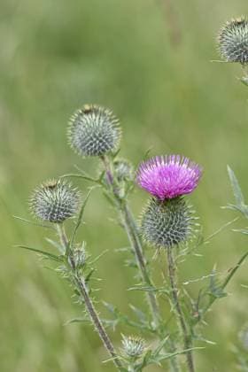 Gewöhnliche Kratzdistel (Cirsium vulgare), auf einer Wiese, Blütenstand, Wilnsdorf, Nordrhein-Westfalen, Deutschland, Europa Spear Thistle (Cirsium vulgare), in a meadow, inflorescence, Wilnsdorf, North Rhine-Westphalia, Germany, Europe Copyright: imageBROKER BurkhardxSauskojus ibxbsa11685854.jpg