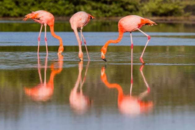 Greater flamingos (Phoenicopterus ruber) foraging for small pink shrimp in saltwater lagoon in the Galapagos Islands, UNESCO World Heritage Site, Ecuador, South America Copyright: MichaelxNolan 1112-10001