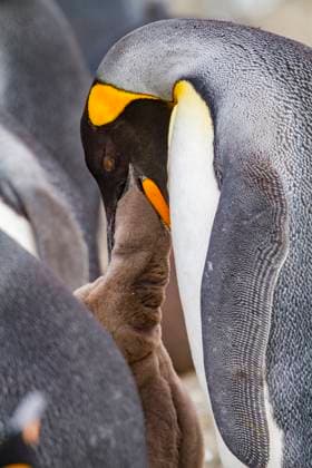 Creative Highlights World King penguin (Aptenodytes patagonicus) adult and chick at breeding and nesting colony at Salisbury Plain, South Georgia, Polar Regions Copyright: MichaelxNolan 1112-10517