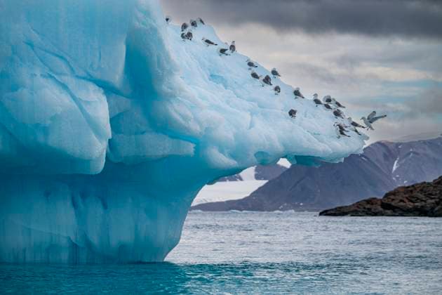 Creative Highlights World Arctic birds on an Iceberg on Belcher island, Devon island, Nunavut, Canadian Arctic, Canada, North America Copyright: MichaelxRunkel 1184-13294