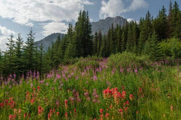 Wildflowers in an alpine meadow, Alpine Paintbrush, Fireweed, Canadian Rockies, Alberta, Canada, North America Copyright: JonxReaves 1241-472