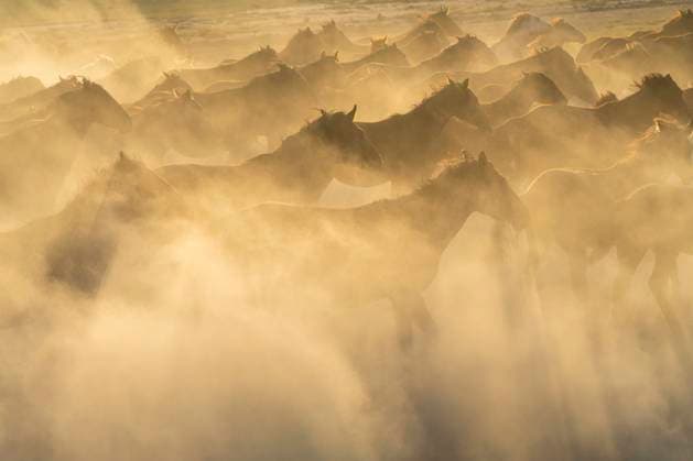 Creative Highlights World Herd of wild and semi-wild Yilki horses running in dust at sunset, Hacilar, Kayseri, Cappadocia, Anatolia, Turkey, Asia Minor, Asia Copyright: JanxMiracky 1359-1520