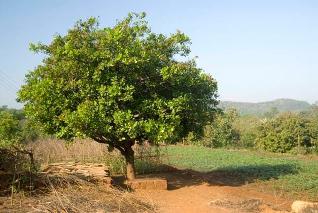 Cashew tree in sunlight Copyright: xSatishxParashar DinodiaxPhotox