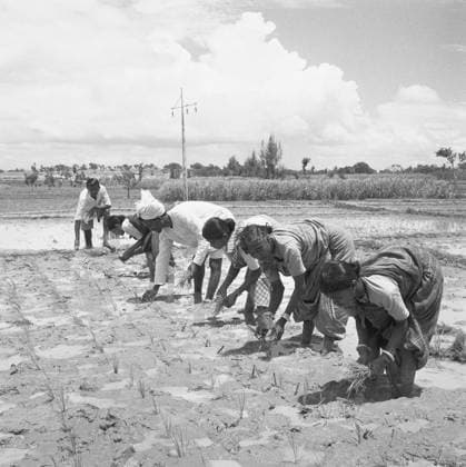 Transplanting seedlings ; VIDYAPITH is training rural youth for progressive living ; Nanjangud town near Mysore ; Karnataka Copyright: xTxSatyan DinodiaxPhotox