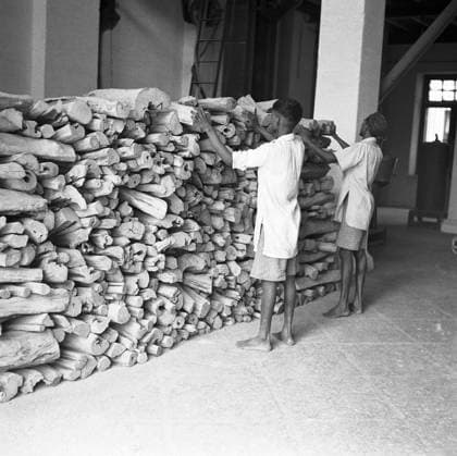 Year 1953 ; sandalwood being suitably dressed is stored distillery ; sandal oil extracting factory ; Mysore city ; Karnataka Copyright: xTxSatyan DinodiaxPhotox