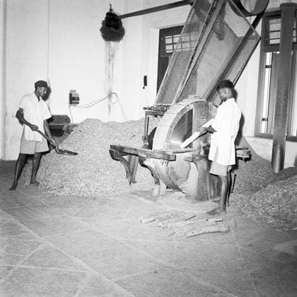 Year 1953 ; sandalwood being chipped into small pieces distillery ; sandal oil extracting factory ; Mysore city ; Karnataka Copyright: xTxSatyan DinodiaxPhotox