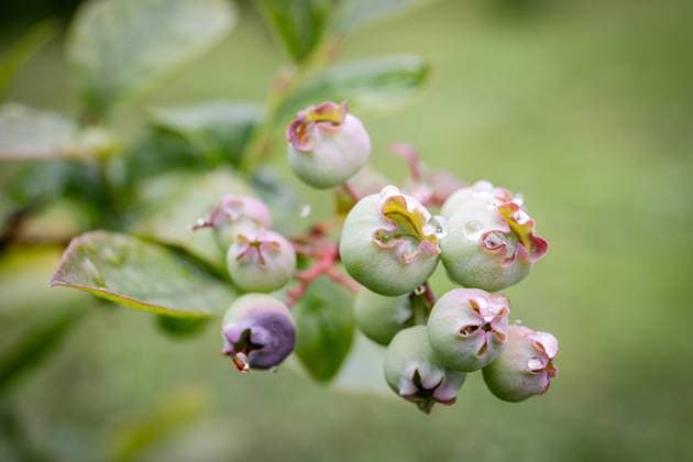 Close-up of blueberries starting to ripen on the branch of a bush. Copyright: xEdgarsxSermulisx