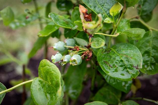 Unripe blueberries on the branch of a bush, splashed with rain drops. Copyright: xEdgarsxSermulisx