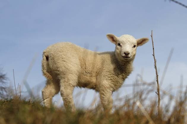 Lamm Lamm Copyright: xZoonar.com AntjexLindert-Rottkex 6799085