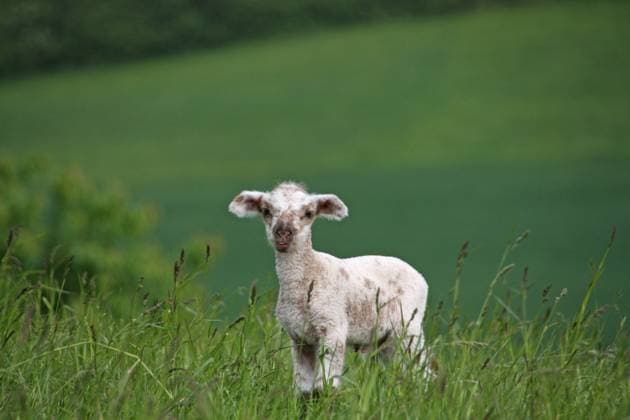 Lamm Lamm Copyright: xZoonar.com AntjexLindert-Rottkex 6827580