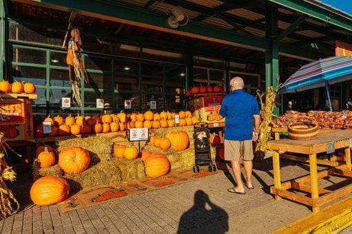 An elderly man in casual attire browsing pumpkins at a vibrant outdoor market stall on a sunny day. 26855118