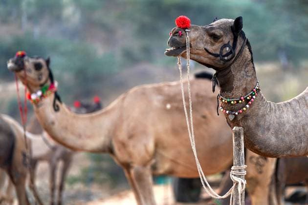 News Themen der Woche KW45 News Bilder des Tages Annual Camel Fair - India Illustration of camels, camel riders and traders at the annual Camel Fair at Pushkar in India s desert state of Rajasthan on November 9, 2024. Thousands of livestock traders from the region come to the traditional camel fair where livestock, mainly camels, are traded. This annual camel and livestock fair is one of the world s largest camel fairs. Photo by ABACAPRESS.COM Rajasthan India  Copyright: xABACAx