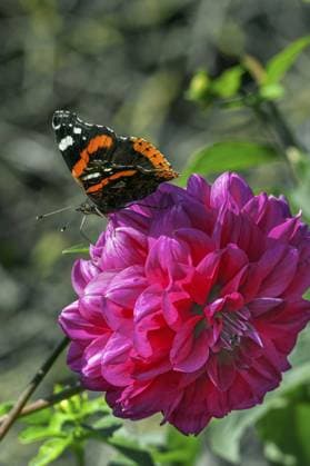 Dahlie (Dahlia), mit Schmetterling Admiral (Vanessa atalanta, Syn.: Pyrameis atalanta), Allgäu, Bayern, Deutschland, Europa Dahlia (Dahlia), with butterfly Admiral (Vanessa atalanta, syn.: Pyrameis atalanta), Allgäu, Bavaria, Germany, Europe Copyright: imageBROKER ManfredxBail ibxabc11726921.jpg