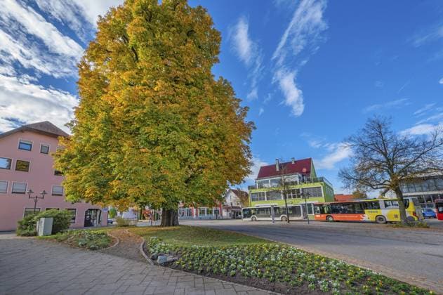 Rosskastanienbaum (Aesculus), Bad Wurzach, Allgäu, Baden-Württemberg, Deutschland, Europa Horse chestnut tree (Aesculus), Bad Wurzach, Allgäu, Baden-Württemberg, Germany, Europe Copyright: imageBROKER ManfredxBail ibxabc11731978.jpg