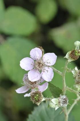 Brombeeren (Rubus sectio Rubus), Blüte am Strauch, Nahaufnahme, Wilnsdorf, Nordrhein-Westfalen, Deutschland, Europa Blackberries (Rubus sectio Rubus), blossom on the bush, close-up, Wilnsdorf, North Rhine-Westphalia, Germany, Europe Copyright: imageBROKER BurkhardxSauskojus ibxbsa11693741.jpg
