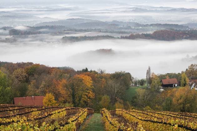 Herbststimmung am frühen Morgen, Weinberg, Nebel zieht durch Hügellandschaft im Tal, St. Andrä-Höch, Sausaler Weinland, Steiermark, Österreich, Europa Autumn atmosphere in the early morning, vineyard, fog drifts through the hilly landscape in the valley, St. Andrä-Höch, Sausal wine country, Styria, Austria, Europe Copyright: imageBROKER Karl-HeinzxSchein ibxksc11697379.jpg