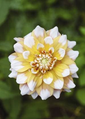 Gelbe, weiße dekorative Dahlien Blume (Dahlia) Seattle an sonnigen Tag mit schönem und weichem, verschwommenem Bokeh Hintergrund. Floristisches oder Garten Konzept Yellow, white decorative dahlia flower (Dahlia) Seattle on sunny day with beautiful and soft blurred bokeh background. Floristic or garden concept Copyright: imageBROKER OksanaxSchmidt ibxoks11624751.jpg