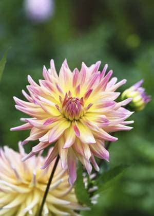 Bunte orange, gelbe Kaktus Dahlie (Dahlia) Cabana Banana blüht an sonnigen Tag mit schönem Sommer Hausgarten. Floristisches oder Garten Konzept Colourful orange, yellow cactus dahlia (Dahlia) Cabana Banana blooms on sunny day with beautiful summer home garden. Floristic or garden concept Copyright: imageBROKER OksanaxSchmidt ibxoks11624752.jpg