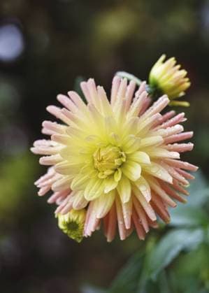 Elegante gelbe, orange Kaktus Dahlie Blume (Dahlia) Cabana Banana mit Regentropfen in der Morgenbeleuchtung im herbstlichen Bauerngarten. Garten Konzept Elegant yellow, orange cactus dahlia flower (Dahlia) Cabana Banana with raindrops in the morning light in autumn cottage garden. Garden concept Copyright: imageBROKER OksanaxSchmidt ibxoks11624760.jpg