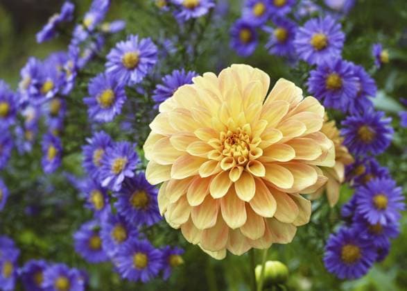 Eine gelbe Dahlie (Dahlia) umgeben von violetten Astern (Aster amellus) im Morgenlicht. Garten Konzept A yellow dahlia (Dahlia) surrounded by purple asters (Aster amellus) in the morning light. Garden concept Copyright: imageBROKER OksanaxSchmidt ibxoks11624765.jpg