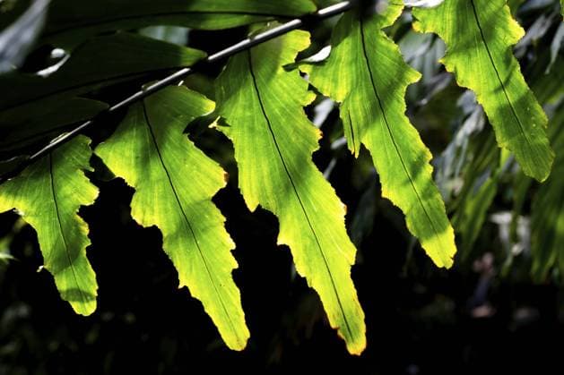 Leuchtend grüne Blätter im Spiel von Licht und Schatten, Royal Botanic Gardens (Kew Gardens), UNESCO-Weltkulturerbe, Kew, Greater London, England, Großbritannien, Europa Bright green leaves in a play of light and shadow, Royal Botanic Gardens (Kew Gardens), UNESCO World Heritage Site, Kew, Greater London, England, United Kingdom, Europe Copyright: imageBROKER OlafxKrüger ibxomk11694444.jpg