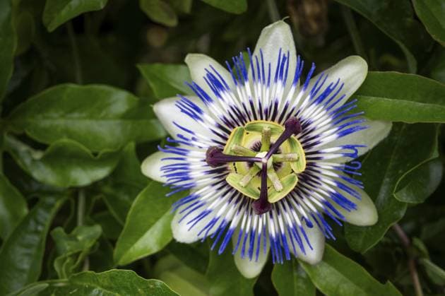 Draufsicht auf eine exotische, blau-violetten Passionsblume (Passiflora), Royal Botanic Gardens (Kew Gardens), UNESCO-Weltkulturerbe, Kew, Greater London, England, Großbritannien, Europa Top view of an exotic, blue-violet passion flower (Passiflora), Royal Botanic Gardens (Kew Gardens), UNESCO World Heritage Site, Kew, Greater London, England, United Kingdom, Europe Copyright: imageBROKER OlafxKrüger ibxomk11694622.jpg