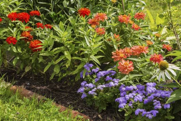 Ageratum houstonianum Aloha Blue , Floss Flower, orangefarbene und rote Zinnia in einem roten rechteckigen gemischten Beet in einem Hinterhofgarten im Sommer, Quebec, Kanada, Nordamerika Ageratum houstonianum Aloha Blue , Floss Flower, orange and red Zinnia in red rectangular brick edged mixed border in backyard garden in summer, Quebec, Canada, North America Copyright: imageBROKER PerryxMastrovito ibxpmt11742343.jpg
