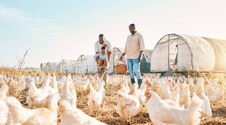 Agriculture, gay couple and chicken with black family on farm for happy, environment and bonding. Relax, lgbtq and love with men and child farmer on countryside field for eggs, care and animals. model released property released Copyright: xwww.peopleimages.comx