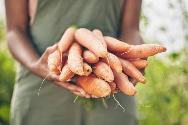 Farmer, person hands and carrot for agriculture, farming and sustainability with grocery supply chain or offer. Worker, seller or supplier and vegetables or food in ngo, nonprofit or business harvest. model released property released Copyright: xwww.peopleimages.comx