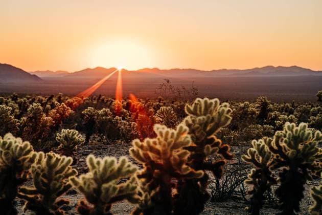 Kalendermotive: Kakteen Sun setting over desert with glowing rays amidst silhouetted cacti Joshua Tree, California, United States CR_FKNH241031B-1575578-01