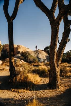 Creative Highlights Symbolbilder Lone figure stands on a rock in Joshua Tree framed by tall trees Joshua Tree, California, United States CR_FKNH241031B-1575600-01 ,model released, Symbolfoto