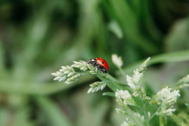Red ladybug in the grass Roseville, California, United States R_IPMX241024DA-1568610-01