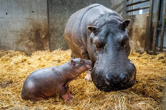 Entertainment Themen der Woche KW46 Entertainment Bilder des Tages EMMEN - In zoo WILDLANDS Adventure Zoo Emmen a female hippopotamus has been born. The 35-year-old mother thus welcomes her seventh young. Father is the 11-year-old bull who moved to Emmen from a Belgian zoo. ANP JASPAR MOULIJN netherlands out - belgium out  Copyright: xx x513507555x originalFilename: 513507555.jpg