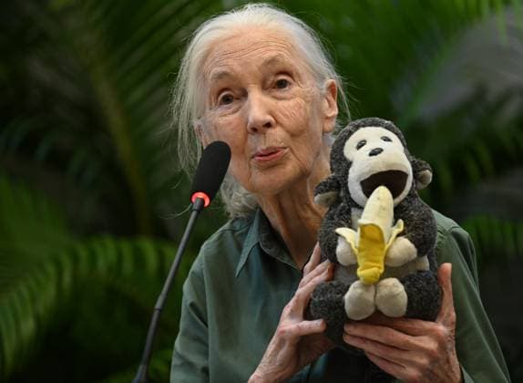 MUMBAI, INDIA - NOVEMBER 16: Renowned conservationist and primatologist Dr. Jane Goodall spoke during her visit to the Museum of Solution as part of her renowned Hope Global Tour, on November 16, 2024 in Mumbai, India. Her talk offers insights into chimpanzee behavior, conservation efforts, and the power of individual action. Her tour begins on Saturday with the Ocean Literacy Dialogues (OLD) at the CSMVS Museum. In collaboration with UNESCO?s Intergovernmental Oceanographic Commission (IOC), the British Council, and the CSMVS Museum, Dr. Goodall will deliver the inaugural Great Talk lecture, marking India?s first Ocean Literacy Dialogue. (Photo by Raju Shinde Hindustan Times ) Renowned Conservationist Dr. Jane Goodall Begins ?H