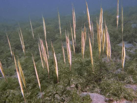 Creative Highlights World Ein Schwarm von Gestreifter Schnepfenmesserfisch, Rasiermesserfisch (Aeoliscus strigatus) steht vertikal inmitten von Meeresgrün, Tauchplatz Secret Bay, Gilimanuk, Bali, Indonesien, Asien A school of jointed razorfish, razorfish (Aeoliscus strigatus) standing vertically amidst sea greenery, dive site Secret Bay, Gilimanuk, Bali, Indonesia, Asia Copyright: imageBROKER RolfxvonxRiedmatten ibxrvo11766108.jpg