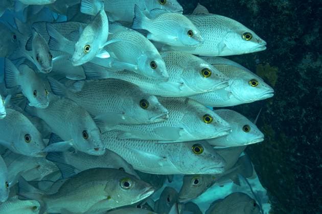 Creative Highlights World A dense shoal of Lutjanus griseu, known as the mangrove snapper, congregates in the clear marine waters off the coast of Bonaire, creating a mesmerizing pattern of silver and yellow. Model Released ArturoVigil_ID24930_722394_096 Copyright: xArturoxVigilx