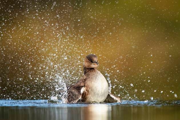 Creative Highlights World A young Little Grebe energetically splashes in its watery environment, surrounded by droplets and soft light, capturing the vibrancy of wildlife in motion Model Released DavidJerez_ID24994_724118_028 Copyright: xDavidxJerezx
