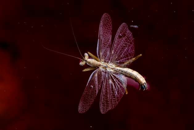 Creative Highlights World Praying mantis in close-up against a rich, dark-red backdrop reflecting the colors of the Rio Tinto mine landscape. Model Released FranAlfonseca_ID24694_715430_030 Copyright: xFranxAlfonsecax RECORD DATE NOT STATED