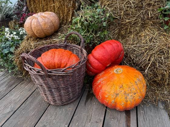 A festive autumn harvest display featuring a variety of pumpkins in a woven basket, with vivid hay bales and seasonal flowers in the background, perfect for Halloween and harvest themes Model Released IrinaChetverikova_ID24964_723250_017 Copyright: xIrinaxChetverikovax RECORD DATE NOT STATED