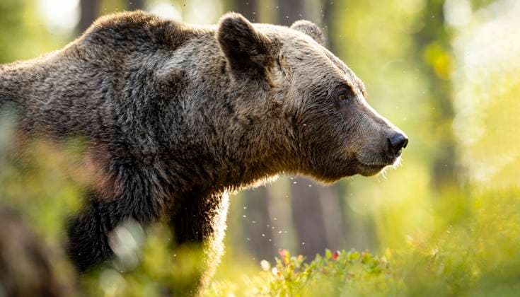 bear, brown bear, europe, wildlife, wild, biodiversity Florian Launette Mégane Chêne MAXPPP Kuumo 04 09 2024 Florian Launette Mégane Chêne MAXPPP Illustration a bear in a forest in Finland The European brown bear is a large mammal belonging to the Ursidae family, the family of bears and pandas, This massive animal, which can stand up to 2.50 meters tall, has a round head with small ears and a hump at the nape of its neck. Its hind legs have five toes and a heel, In Western Europe, there is a sub-species of bear, the European brown bear This sub-species faces various pressures, such as conflicts with livestock farming, logging, driven hunting, or loss of habitat through the construction of human infrastructures In some Western European coun  Copyright: xMAXPPPxFlorianxLaunettex&xMéganexChênex LAU202411198578 LAU202411198578
