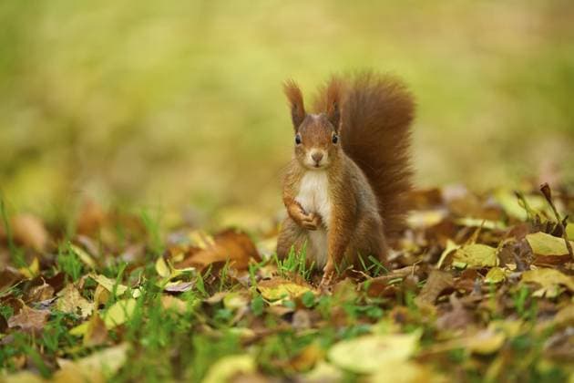 Eurasisches Eichhörnchen (Sciurus vulgaris), steht auf einer Wiese voller Herbstlaub mit bunten Blättern, Baden-Württemberg, Deutschland, Europa Eurasian squirrel (Sciurus vulgaris), standing in a meadow full of autumn leaves with colourful foliage, Baden-Württemberg, Germany, Europe Copyright: imageBROKER RaimundxLinke ibxrde11774709.jpg