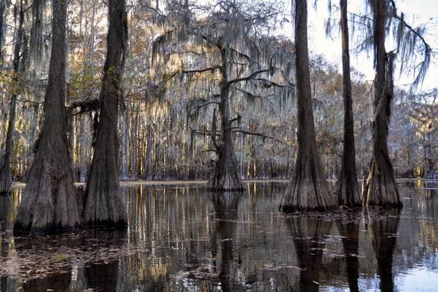 Cypress Trees in Caddo Lake Uncertain, Texas, United States CR_DASH241111-1570452-01